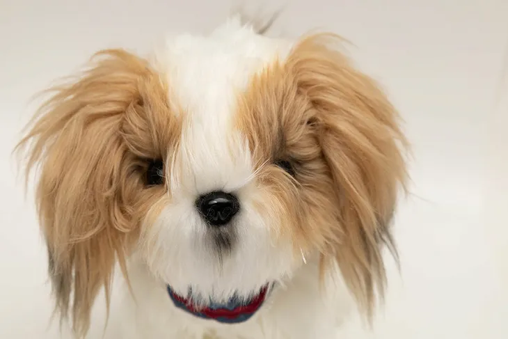 interaktywny-chodzacy-pies-shih-tzu-marka-askato