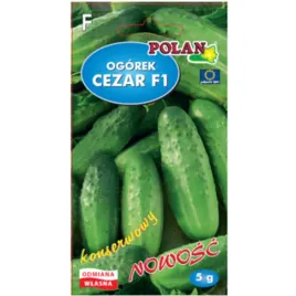 ogorek-gruntowy-cezar-mieszaniec