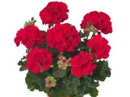 pelargonia-rabatowa-czerwona-trendix-dark-green-fire-sadzonka-p9-czerwone-k