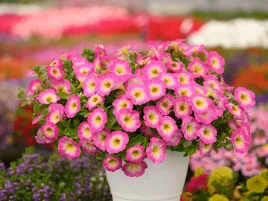 petunia-rozowa-surfinia-pink-morn-sadzonka-p9-kwiaty-na-balkon