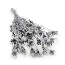 czarnuszka-orientalna-nigella-orientalis-srebrna