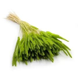 suszona-trawa-tymotka-phleum-jasnozielona