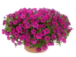 petunia-little-rose-mini-surfinia-na-balkony-i-tarasy-sadzonka-p9