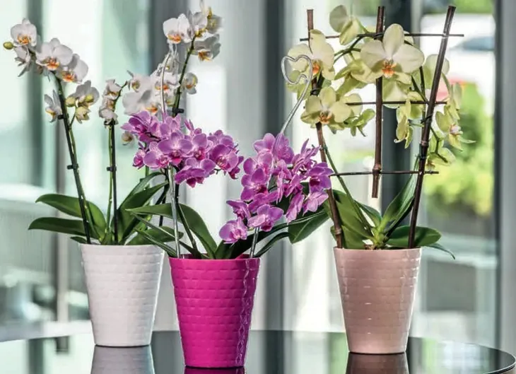 oslonka-do-storczykow-diament-petit-biala-orchidea-material-tworzywo-sztuczne