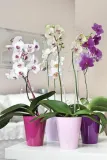 oslonka-do-storczykow-vulcano-biala-orchidea-stan-nowy