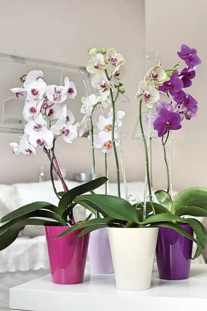 oslonka-do-storczykow-vulcano-biala-orchidea-ksztalt-okragly