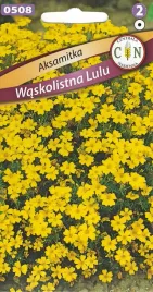 aksamitka-waskolistna-lulu-super-gesta-dlugo-kwitnaca-piekna-zolta