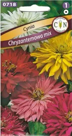 cynia-chryzantemowa-mix-kolor-dlugie-kwitnienie