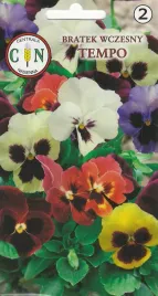 bratek-wczesny-tempo-karbowany-piekne-kolory