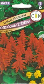 szalwia-blyszczaca-czerwona-na-kwietniki-rabaty-skrzynki-balkonowe-piekna-i