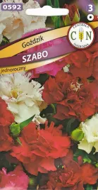 gozdzik-szabo-piekny-pachnacy-na-kwiat-ciety-i-rabaty