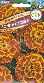aksamitka-niska-bonita-carmen-niewymagajaca-wczesna