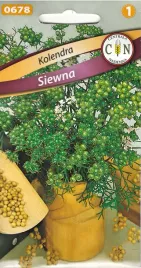 kolendra-siewna-zdrowa-przyprawa-wydajna-i-miododajna