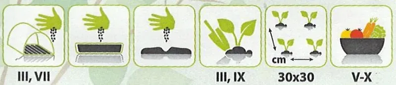 salata-lollo-bionda-odrastajaca-do-gruntu-i-folii-rodzaj-rosliny-salata