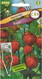 poziomka-rugia-pyszna-aromatyczna-wieloletnia