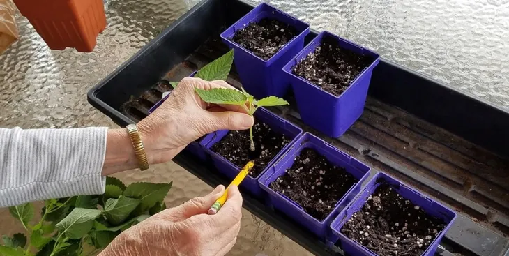 sum28-multiroots-ukorzeniacz-100ml-sumin