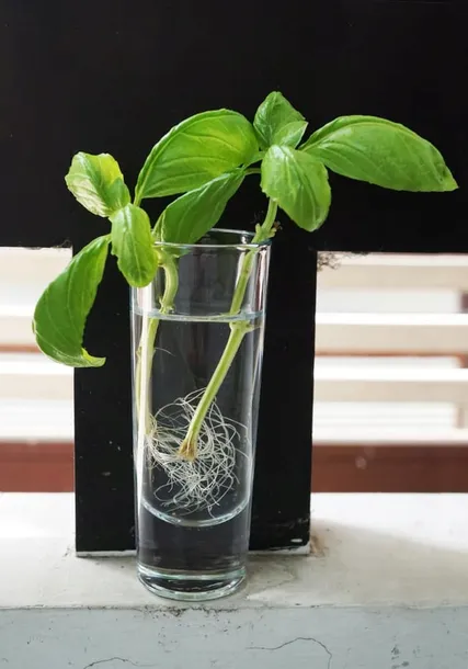 sum28-multiroots-ukorzeniacz-100ml-sumin