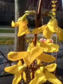 forsycja-posrednia-goldzauber-zwiastun-wiosny