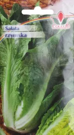 salata-rzymska-1-g