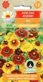 dzielzan-jesienny-mix-roslina-miododajna-01-g