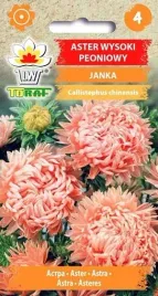 nasiona-aster-peoniowy-wysoki-janka-1g