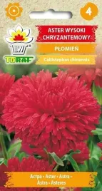 nasiona-aster-chryzantemowy-wysoki-plomien-1g
