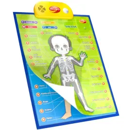 edukacyjne-plakaty-anatomia-czlowieka-dumel