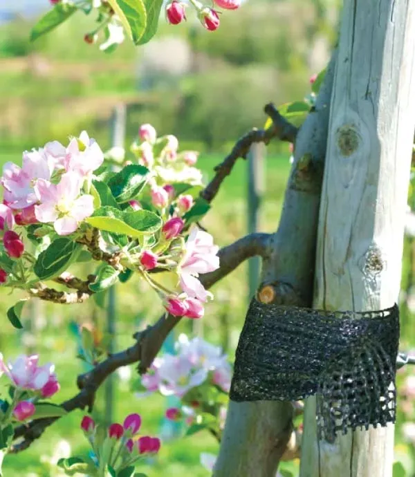 tasma-ogrodnicza-3cm-x-50m