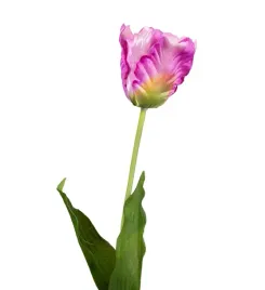 tulipan-fioletowy-galazka