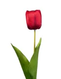 tulipan-czerwony-galazka
