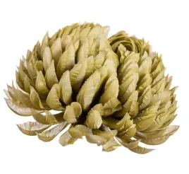 chryzantema-ananas-oliwkowo-zielona