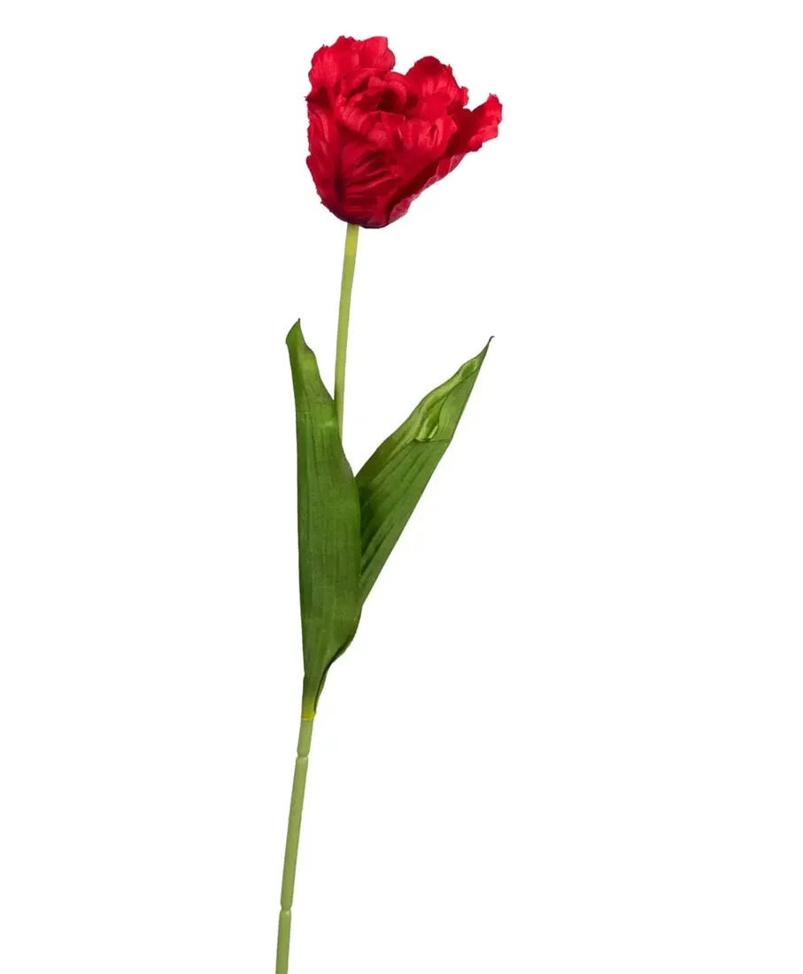 tulipan-czerwony-galazka