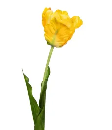 tulipan-zolty-galazka