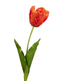 tulipan-pomaranczowy-galazka