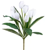 tulipan-bialy-bukiet