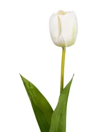 tulipan-kremowy-galazka