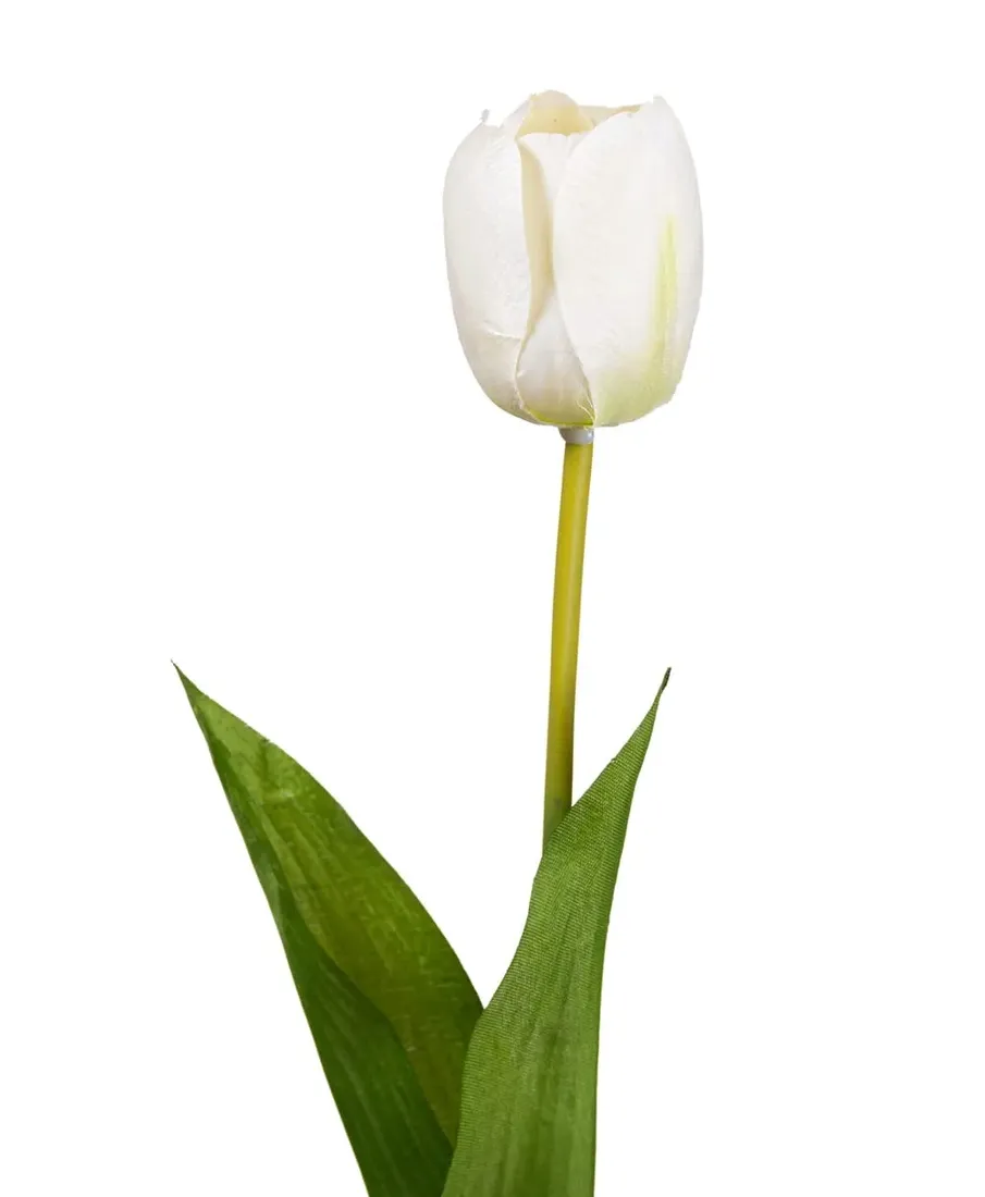 tulipan-kremowy-galazka
