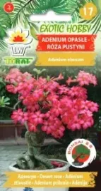 adenium-opasle-roza-pustyni-bonsai-nasiona-5-szt