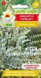 eukaliptus-popielaty-silver-dollar-20-szt-nasion