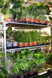 wyprzedaz-rosliny-za-60-percent-wartosci