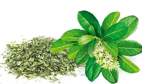 malwa-herbata-yerba-mate-classic-20tb