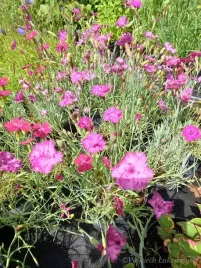 gozdzik-siny-sadzonka-skalniak-murek-obwodka