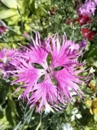 gozdzik-wspanialy-sadzonka-skalniak-pojemnik