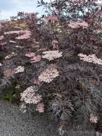 bez-czarny-black-lace-ciemne-i-pierzaste-liscie