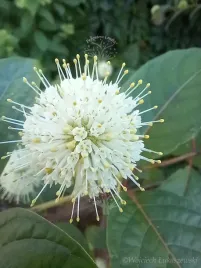 guzikowiec-zachodni-sadzonka-unikat-rzadkosc