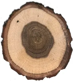 naturalne-plastry-drewna-dab-krazki-10-15cm