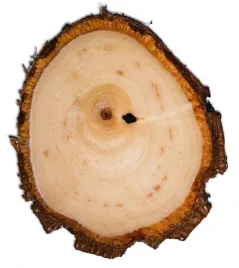 naturalne-plastry-drewna-brzoza-krazki-10-15cm