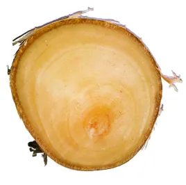 naturalne-plastry-drewna-brzoza-krazki-8-10cm