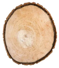 naturalne-plastry-drewna-topola-krazki-11-15cm