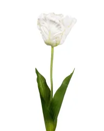tulipan-bialo-kremowy-galazka